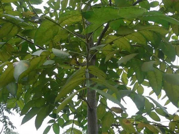 鹽膚木栽培管理以及防治方法有哪些