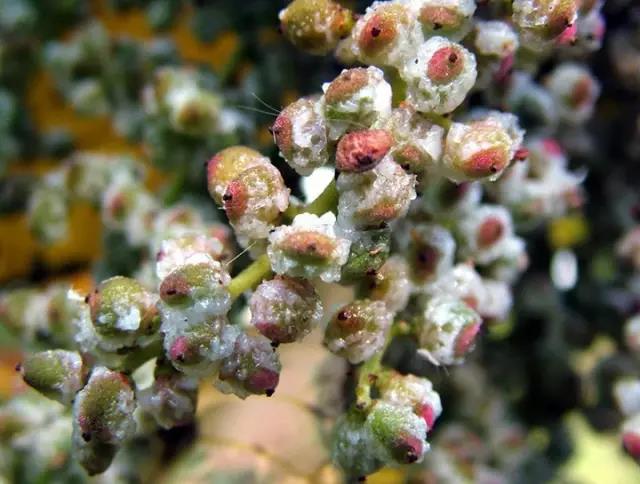 江陰鄉土植物——鹽膚木灌木 江陰鄉土植物——鹽膚木灌木