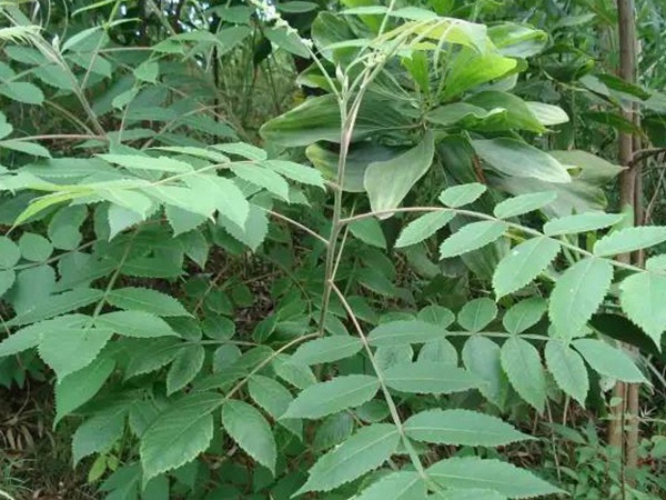 鹽膚木的種植栽培技術(shù)以及田間管理方法