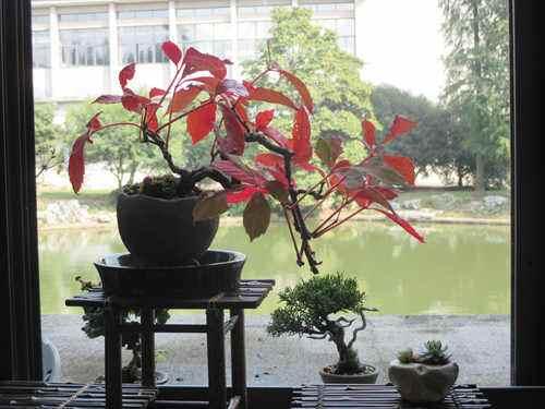 爬山虎也能做盆景？生長能力比較好，抗旱能力不錯