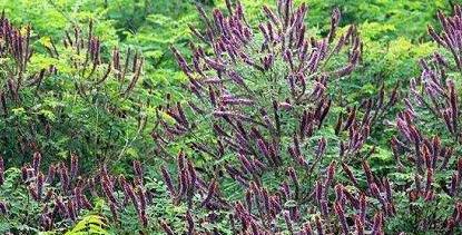 常見綠化護(hù)坡品種——紫穗槐經(jīng)濟(jì)價(jià)值