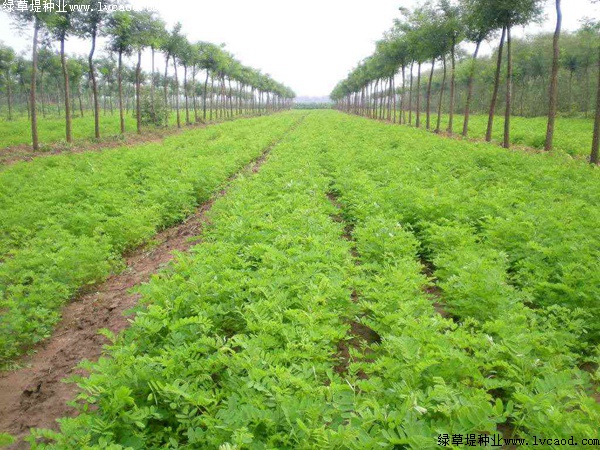 紫穗槐種植方法以及栽培要點 紫穗槐種植方法以及栽培要點