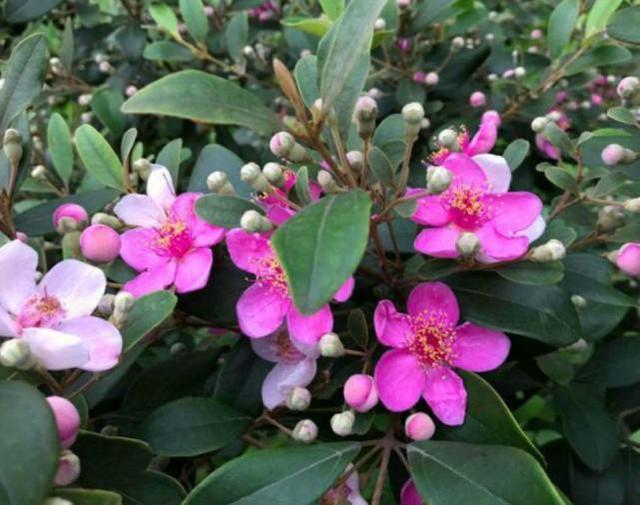 桃金娘可以人工種植嗎？桃金娘種植方法是什么？