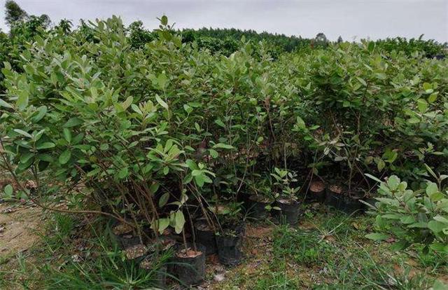 桃金娘的種植方法介紹以及栽培管理 桃金娘的種植方法介紹以及栽培管理