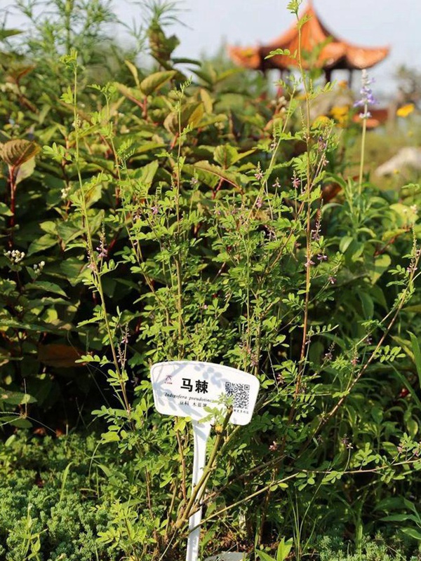 「每日一植」馬棘植物形態以及生長環境 「每日一植」馬棘植物形態以及生長環境