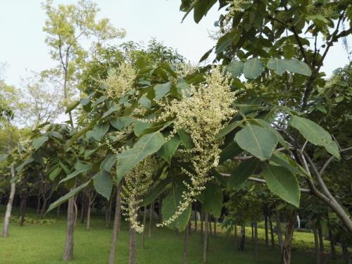 生命力頑強的鹽膚木,鹽膚木基本價值與種植技術介紹 生命力頑強的鹽膚木,鹽膚木基本價值與種植技術介紹