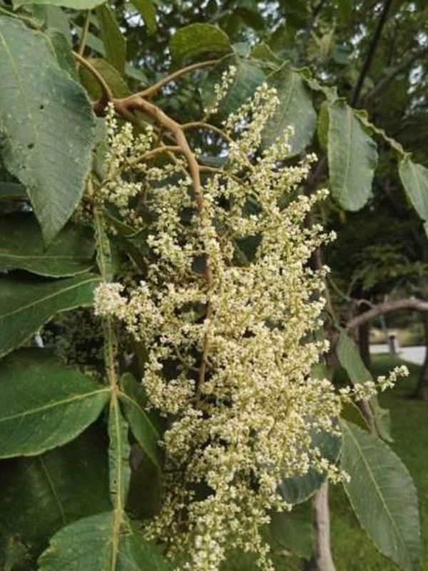 鹽膚木栽培管理技術以及繁殖方法 鹽膚木栽培管理技術以及繁殖方法