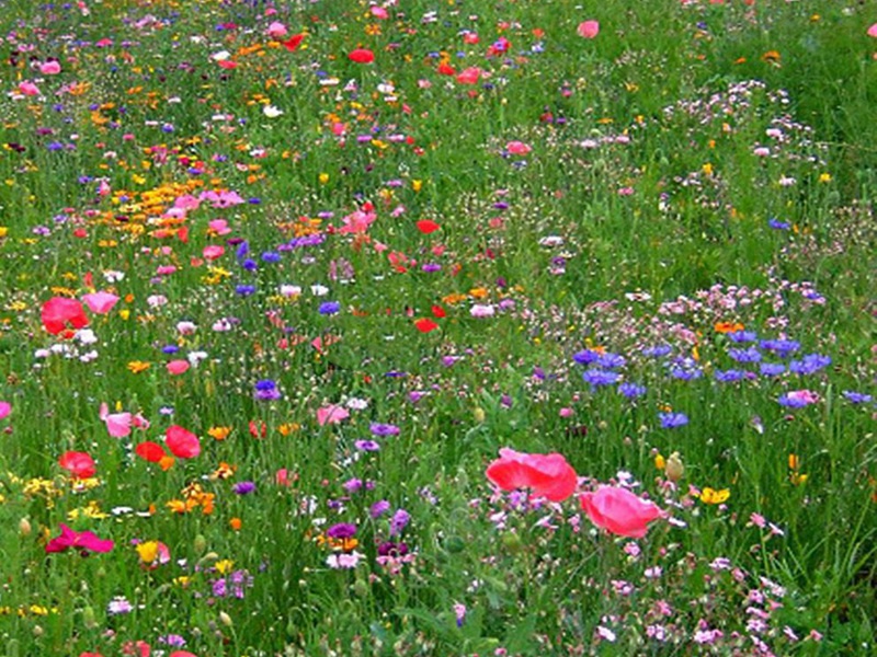 進口野花組合 進口野花組合