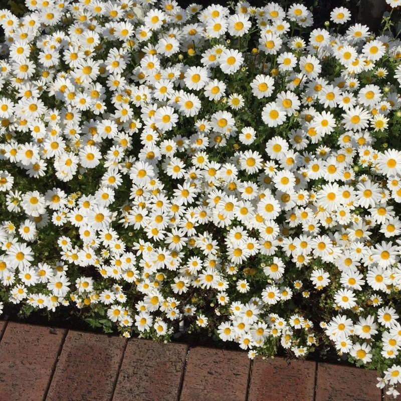 進口小雛菊 進口小雛菊