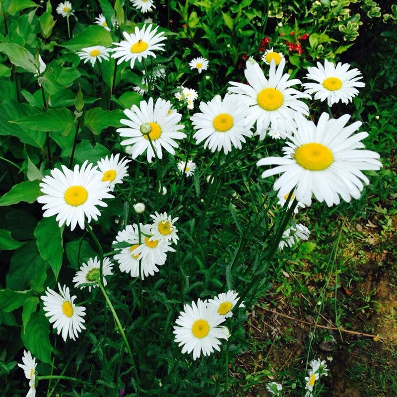 進口小雛菊 進口小雛菊