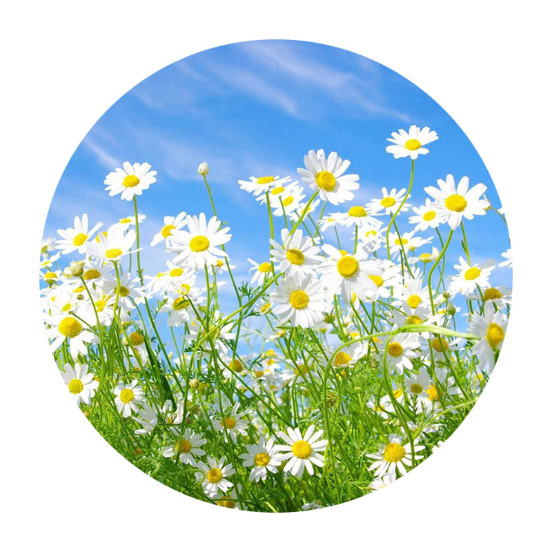 進口小雛菊 進口小雛菊