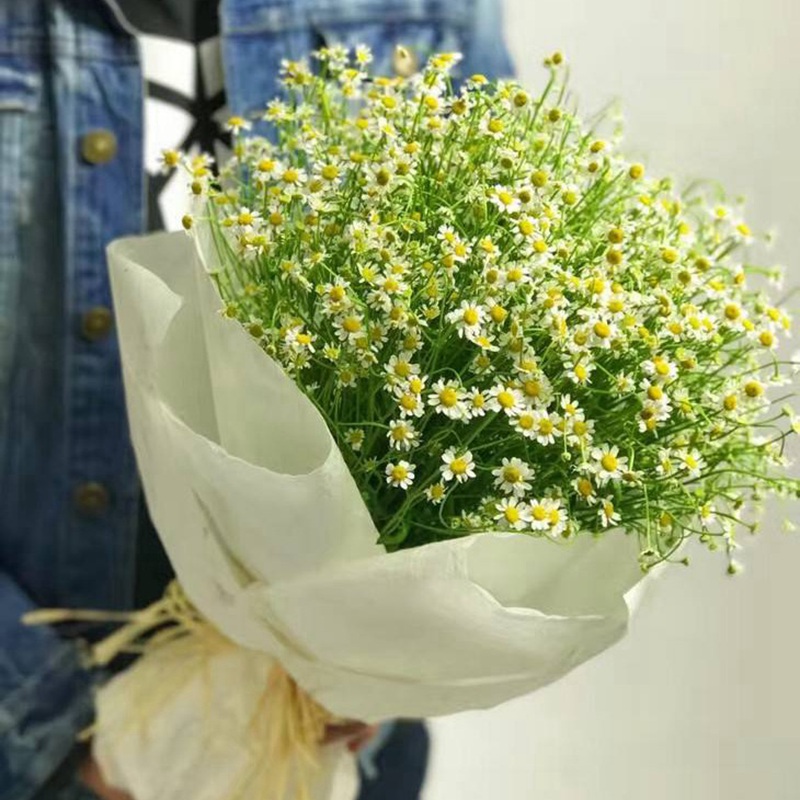 進口小雛菊 進口小雛菊