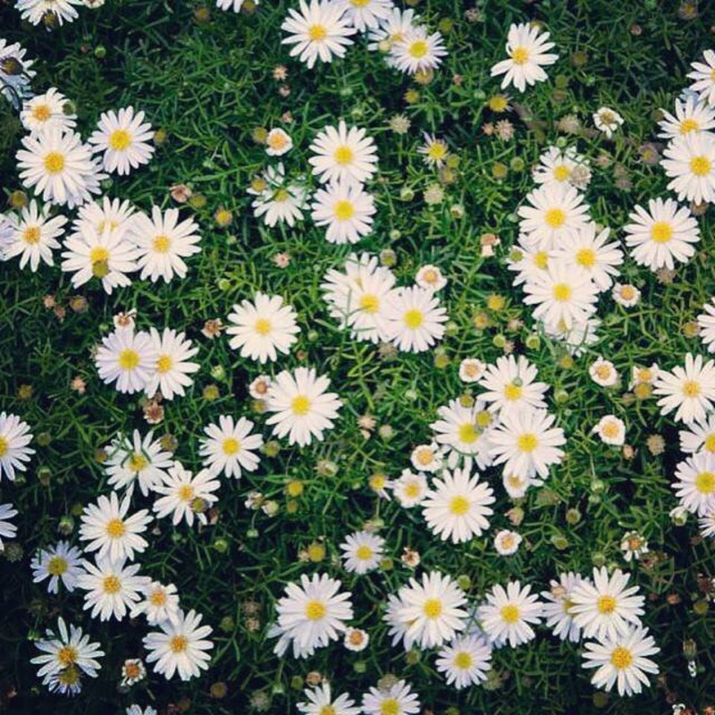 進口小雛菊 進口小雛菊