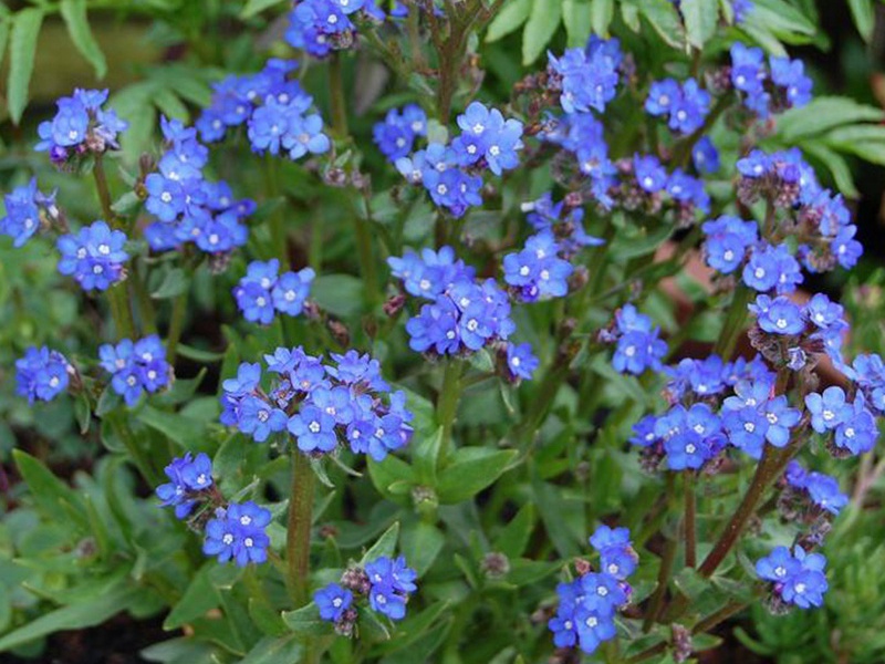 南非牛舌草 南非牛舌草