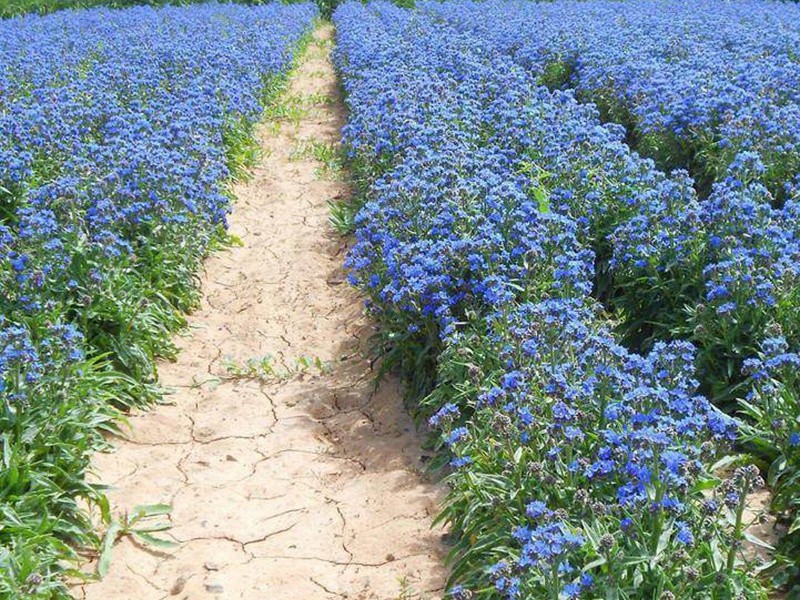 南非牛舌草 南非牛舌草