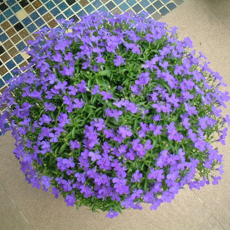 蘭花亞麻六倍利