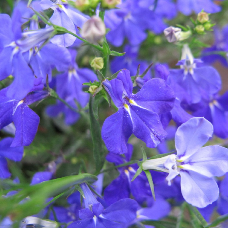 蘭花亞麻六倍利