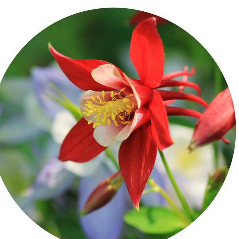 小花耬斗菜 小花耬斗菜