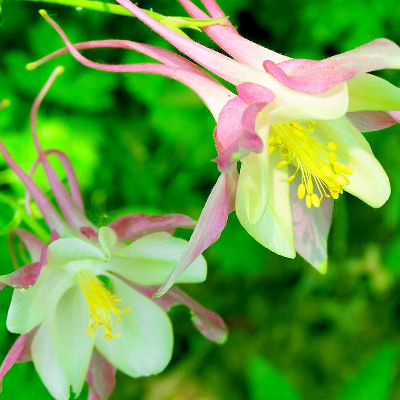 小花耬斗菜 小花耬斗菜