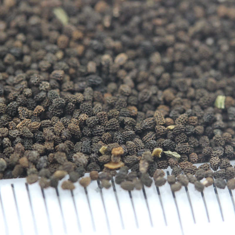 金魚(yú)草 金魚(yú)草