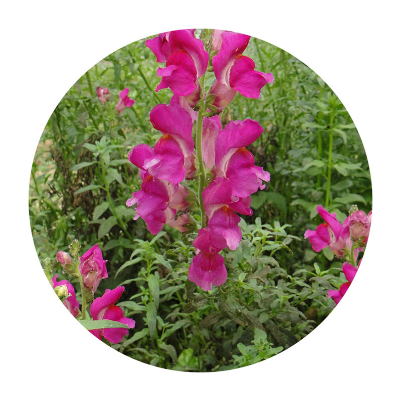 金魚(yú)草 金魚(yú)草