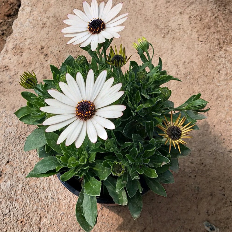 南非萬壽菊 南非萬壽菊