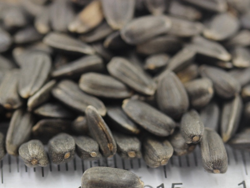 玩具熊向日葵 玩具熊向日葵