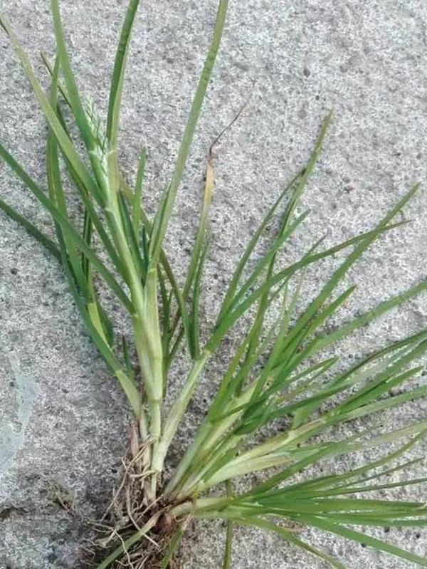 草坪種子——小麥田早熟禾怎么除?有什么方法去除? 草坪種子——小麥田早熟禾怎么除?有什么方法去除?