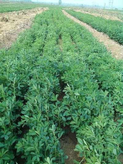 紫花苜蓿——牧草中的極品,最實用的種植技術,值得收藏 紫花苜蓿——牧草中的極品,最實用的種植技術,值得收藏