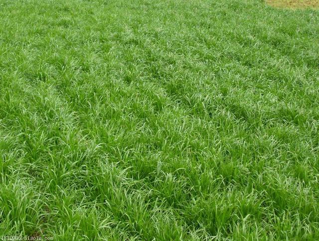牧草種子——黑麥草什么季節(jié)播種比較好 牧草種子——黑麥草什么季節(jié)播種比較好