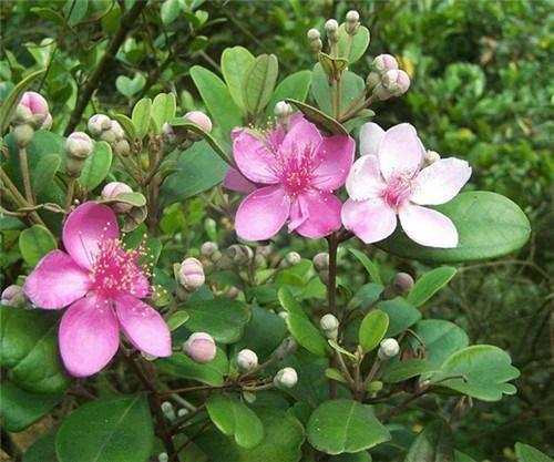 桃金娘可以人工種植嗎？桃金娘種植方法是什么？