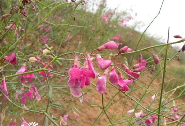 花棒主要價值，適合什么樣的環境下生長