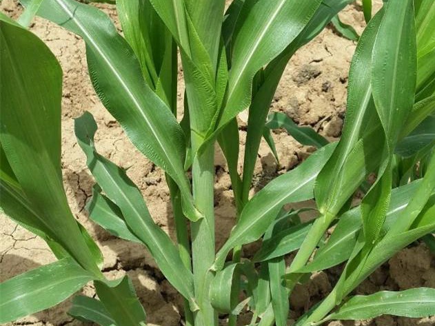 墨西哥飼用玉米種植有何技術(shù)特點(diǎn)？