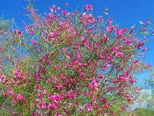 常見植物花棒——耐旱、喜光樹種