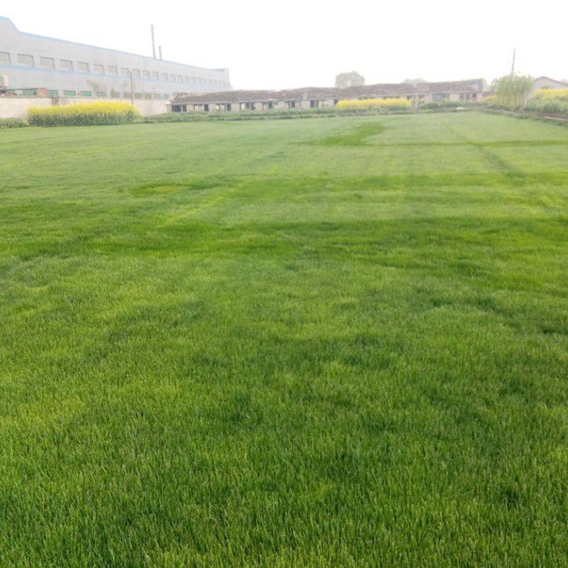 結(jié)縷草的功效與作用 結(jié)縷草的用途有哪些