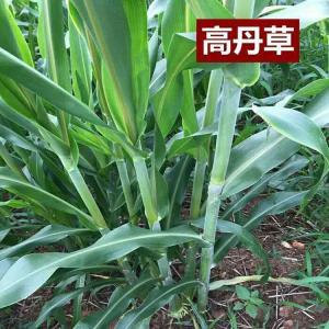 高粱與蘇丹草的結合，高丹草的優勢有哪些