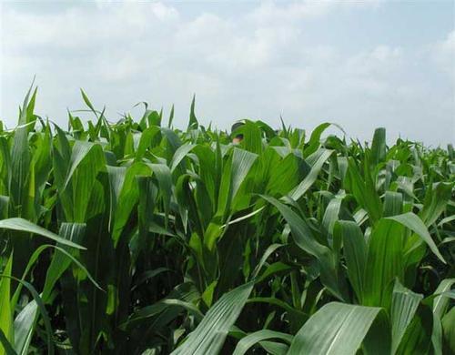 墨西哥玉米草有這些優勢，你懂嗎