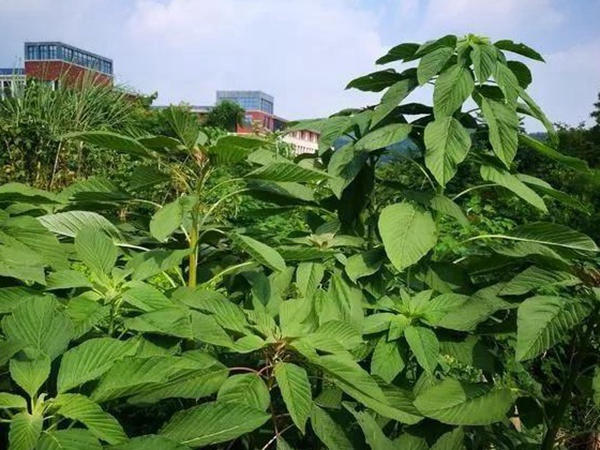 養豬用什么牧草種植比較好？