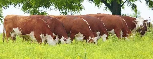 種植皇竹草養牛,需要了解一些什么 種植皇竹草養牛,需要了解一些什么