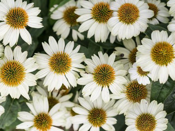 串葉松香飼用價值及方法以及播種技術(shù) 串葉松香飼用價值及方法以及播種技術(shù)