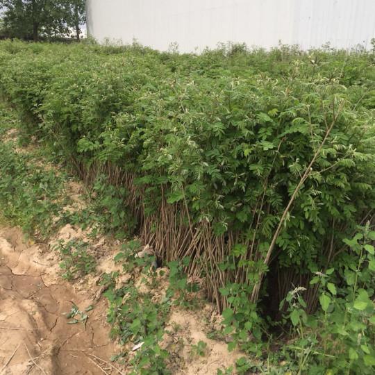 紫穗槐育苗產苗量高,繁育時間短,生長速度快 紫穗槐育苗產苗量高,繁育時間短,生長速度快