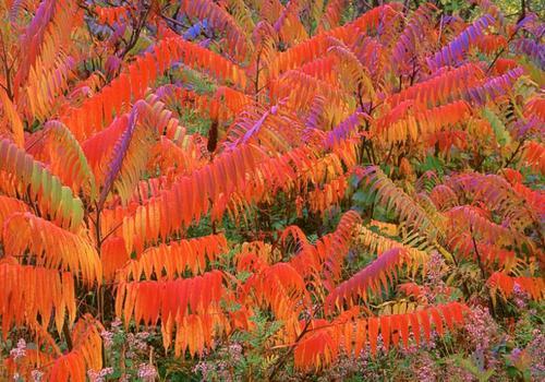 生命力頑強的鹽膚木,鹽膚木基本價值與種植技術介紹 生命力頑強的鹽膚木,鹽膚木基本價值與種植技術介紹