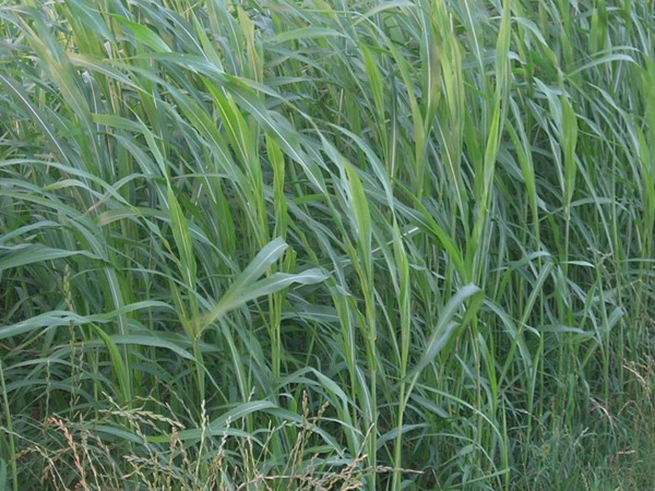 蘇丹草的主要特性與管理要點(diǎn)