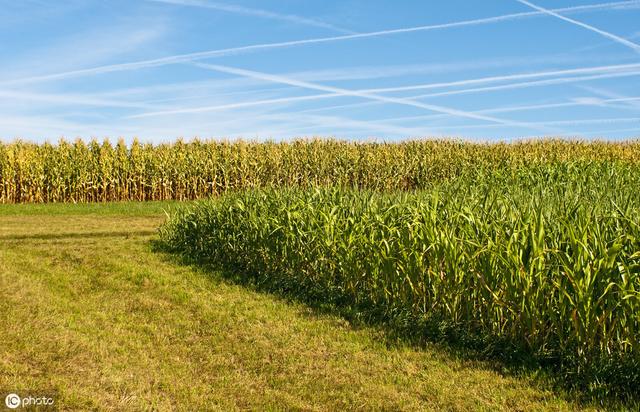牛羊愛吃的蘇丹草，獲得高產(chǎn)量牧草需要這樣種植