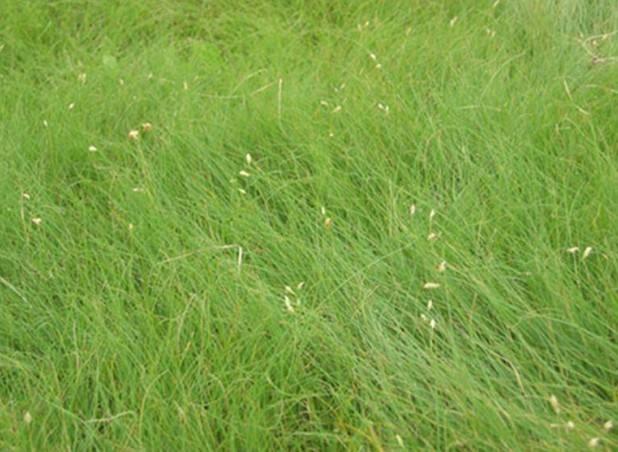 野牛草優(yōu)點(diǎn)優(yōu)勢(shì)有哪些，野牛草有著非常不錯(cuò)的經(jīng)濟(jì)價(jià)值