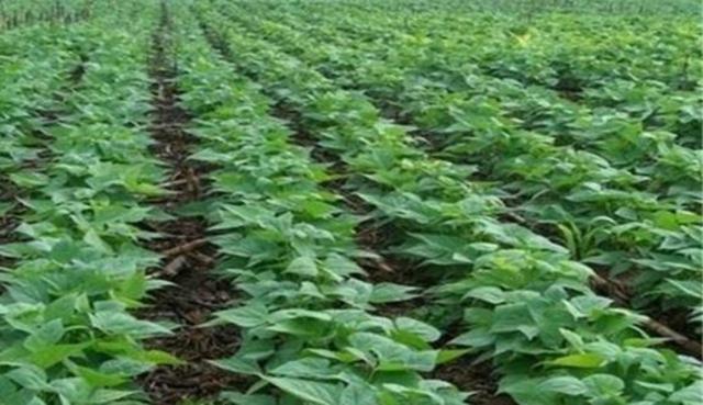 黑豆怎么樣種植?如何提高黑豆高產(chǎn)量? 黑豆怎么樣種植?如何提高黑豆高產(chǎn)量?