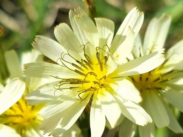 山野花系列------苦荬菜牧草種子