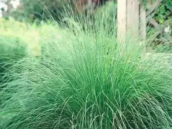 不同氣候地區(qū)怎么選擇綠化草種?有什么好的方法? 不同氣候地區(qū)怎么選擇綠化草種?有什么好的方法?