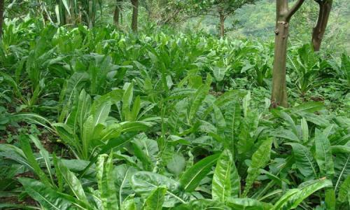 魯梅克斯的前景應(yīng)用，主要特點(diǎn)是什么？