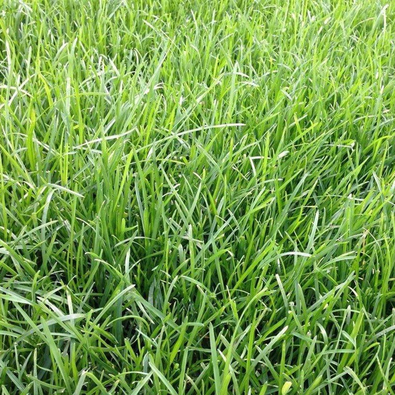 早熟禾草坪雜草發生規律及處理方案! 早熟禾草坪雜草發生規律及處理方案!